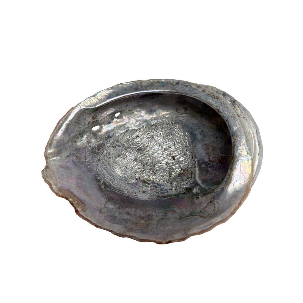 Abalone Shell Natural Iridescent Mother Of Pearl California Ocean Dish 9”x 7.5”